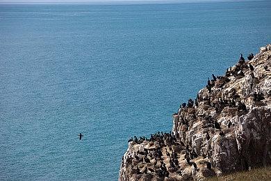 复古RTS《Dying Breed》上架steam 红警风真人出演